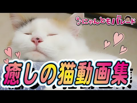 今日の癒されるの猫ちゃん動画集 No 54 にゃんともパレード まとめちゅーぶ