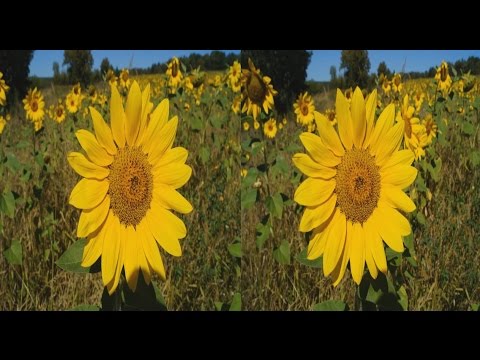 Walk to the end of the summer 3D ! Forest , Sunflowers and Mushrooms !