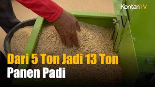 Dari 5 Ton Jadi 13 Ton! Cara Baru Pemerintah Genjot Panen Padi