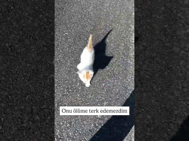 Dağın başında minik bir bebek buldum 🥹 🎥patilerin.melegi