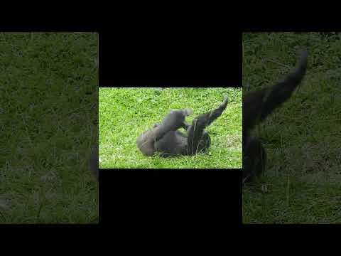 犬の動画サムネイル - little #gorilla Ringo 3y11m old. Rolling on the grass.Taipei Zoo #shorts 台北市立動物園.草地上打滾 5-27