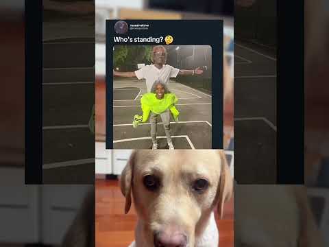 #memes #story #dog #shorts #pets