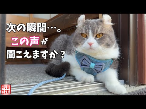 「にゃん」と鳴けない猫が初めて鳴いた日、その理由に皆の心が動いた
