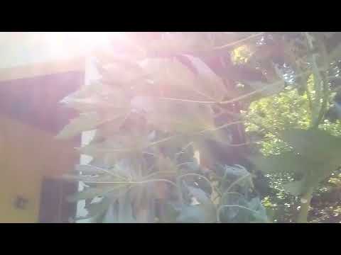 Jamaica weather alert, very stormy Jamaican cold front.