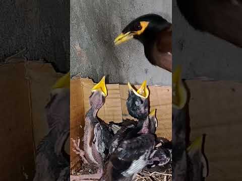 Sweet Moments with Myna Bird Babies (p 22) #shorts