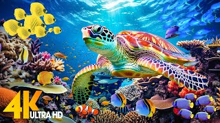 Under Red Sea 4K - Beautiful Coral Reef Fish in Aquarium, Sea Animals for Relaxation - 4K Video #102