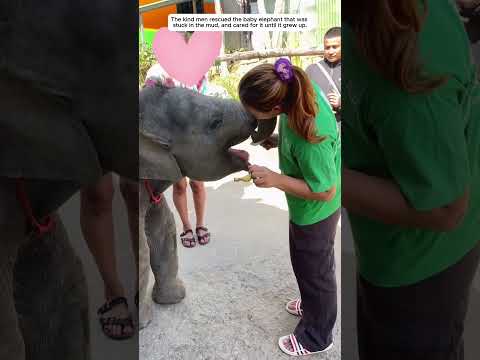 A baby elephant trapped in the mud was rescued.