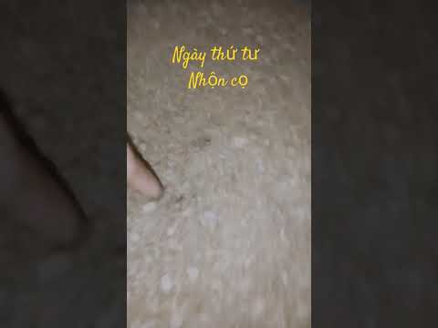 #nhộn cọ ngày thứ tư #suhuong