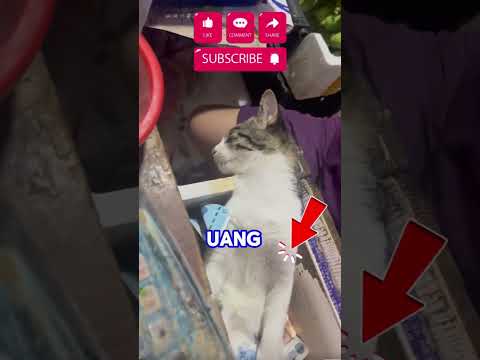 si kang kasir #kucinglucu #cat #shortvideo #kucing #kasir #viral