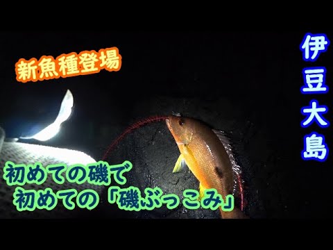 【伊豆大島】初めての磯ぶっこみ…期待してなかったのに意外な展開【2025年5月下旬】