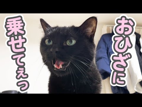 「お膝に乗せてぇっ」と飼い主に甘え声でおねだりする猫