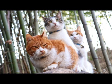 猫の動画サムネイル - 竹林のちろぽんさばじろう　250618