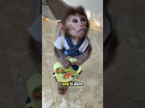 LA PIPI DI BALENA PERMETTE A NOI UMANI DI SOPRAVVIVERE (credits: @zackdfilms)
