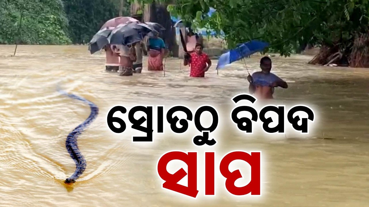 De@dly Snake Bites In Odisha Floods: 2 Brothers D*e In Balasore; 242 Cases In 2 Months | Argus News