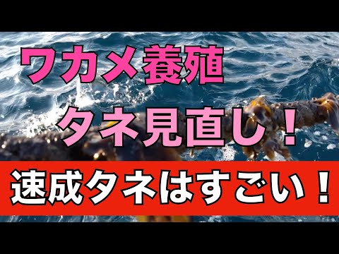 【ワカメ養殖】速成タネはすごかった！2025/12/10