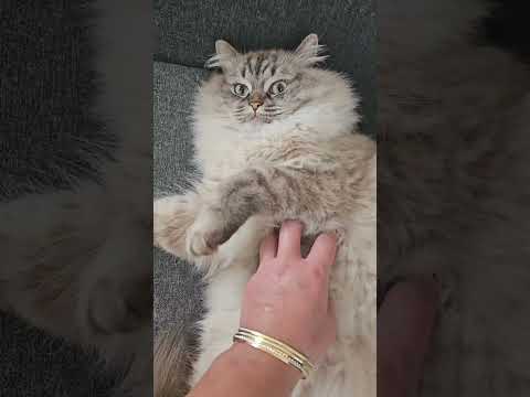 A word of affirmation 😆😆 #cat #funnycats #shorts #viralvideo @LittleLove666 @dojacat