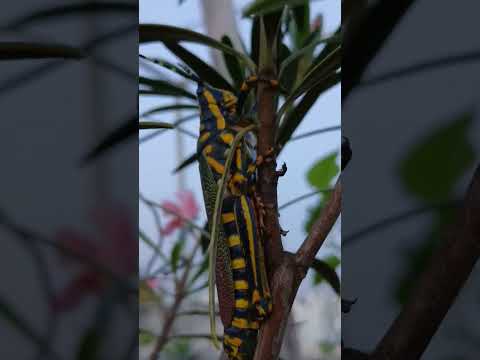 BIG INSECT # shorts @nirmal videos