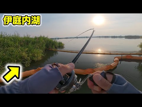 伊庭内湖おかっぱりバス釣り&西の湖と長命寺川で釣れるポイントを探す