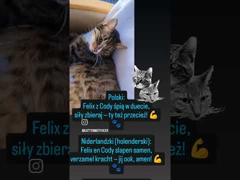 Felix en Cody slapen samen,verzamel kracht — jij ook, amen! 💪🐾#kattenliefde #dc #felix #cody