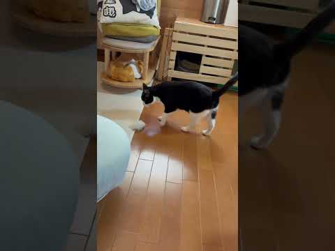猫の遊びシーンと日常を楽しむ動画 サムネイル