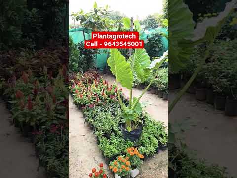 #flowers #plantproducts #gardenplants #garden #gardenflowers #plants