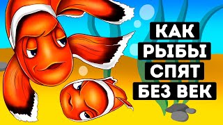 Почему у рыб нет век и как они спят?