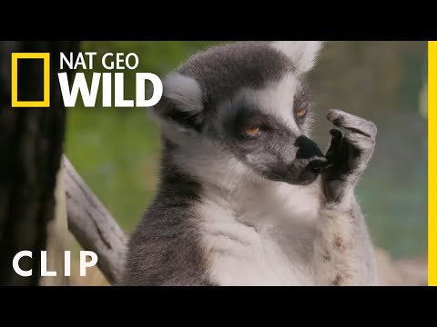 Lemur Baby Shower! (Clip) | Secrets of the Zoo