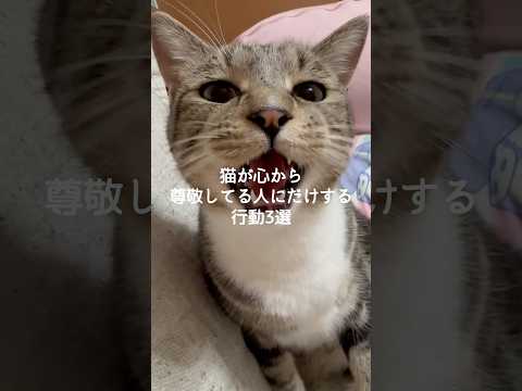 猫が心から尊敬している人にだけ見せる行動3つとは サムネイル
