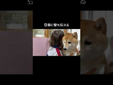 好き〜て言ってくれてる〜#柴犬 #shibainu #豆柴#dog #shorts #2歳