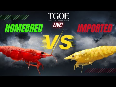 Homebred VS Imported Shrimp 🎙️ New to streaming or looking to level up? Check out StreamYard and get $10 discount! 😍 htt