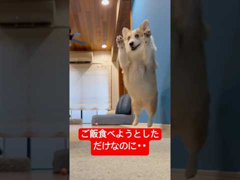ご飯食べようとしただけなのに･･ #コーギー #つーちゃん #corgi
