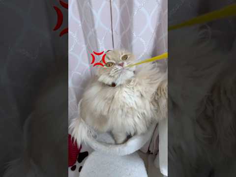 猫の動画サムネイル - もふもふ猫が激おこすぎたwww #shorts #猫 #怒りマーク
