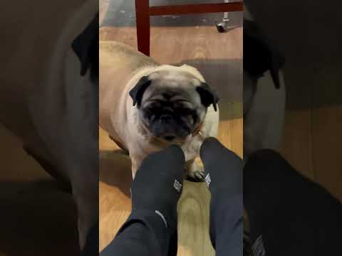 Месть мопсу