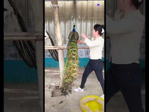 I want to Catch Your Peacock #peacock