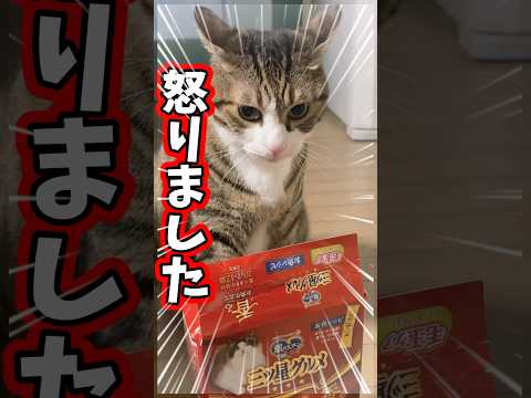 穏やかQちゃんがイカ耳で怒る瞬間を動画でチェック サムネイル