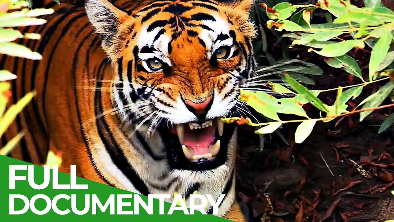 The Big Cats | Race of Life | Episode 2 | Free Documentary Nature