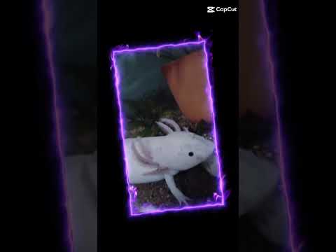 an edit about my axolotl Kirby 🥳😄