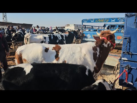 سوق البقر في بشمارون اليوم بقر حليب بكاكير،عشار سعر اللحم بتاريخ 10/18لتواصل 0997192642