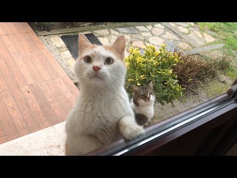 This cat has the cutest stare