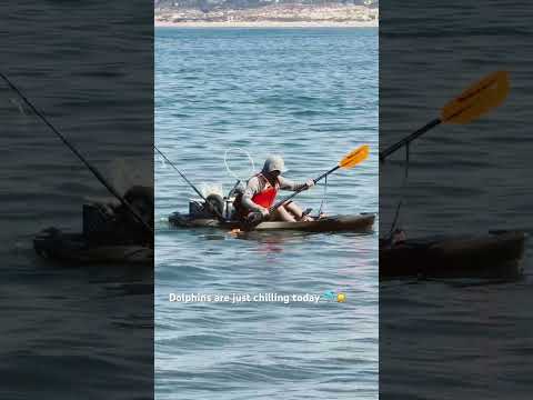 Dolphins Taking It Easy at Del Monte Beach 🐬☀️ #Dolphin #Monterey #BeachVibes #OceanLife #Wildlife