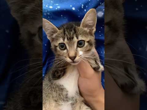 猫の動画サムネイル - Why so cute🐱🦖#dinocattutu#猫#cat