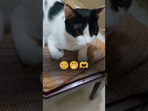 #cat #lifeisbutadream #art #nothingimposibleinthisworld