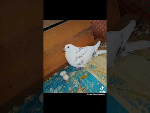 🕊️🕊️🥰🥰 #shortsvideo #shorts #viral #youtubeshorts