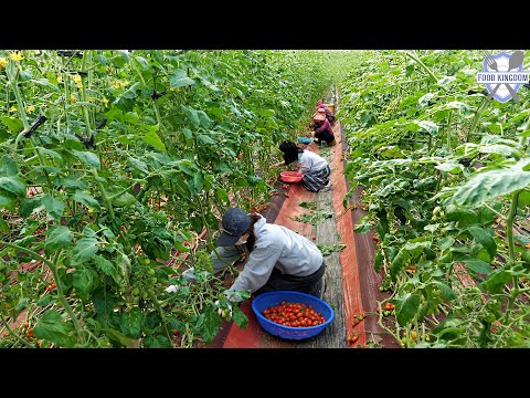 힐링하세요! 청년농부가 토경방식으로 키우고 수확하는 싱싱한 방울토마토 / Korea Cherry Tomato Farm