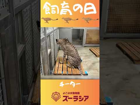 【飼育の日⑦】チーターの体重測定【ズーラシア公式】#shorts