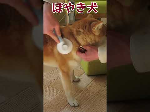 ブラッシングでぼやく柴犬 #shorts  #shiba #柴犬