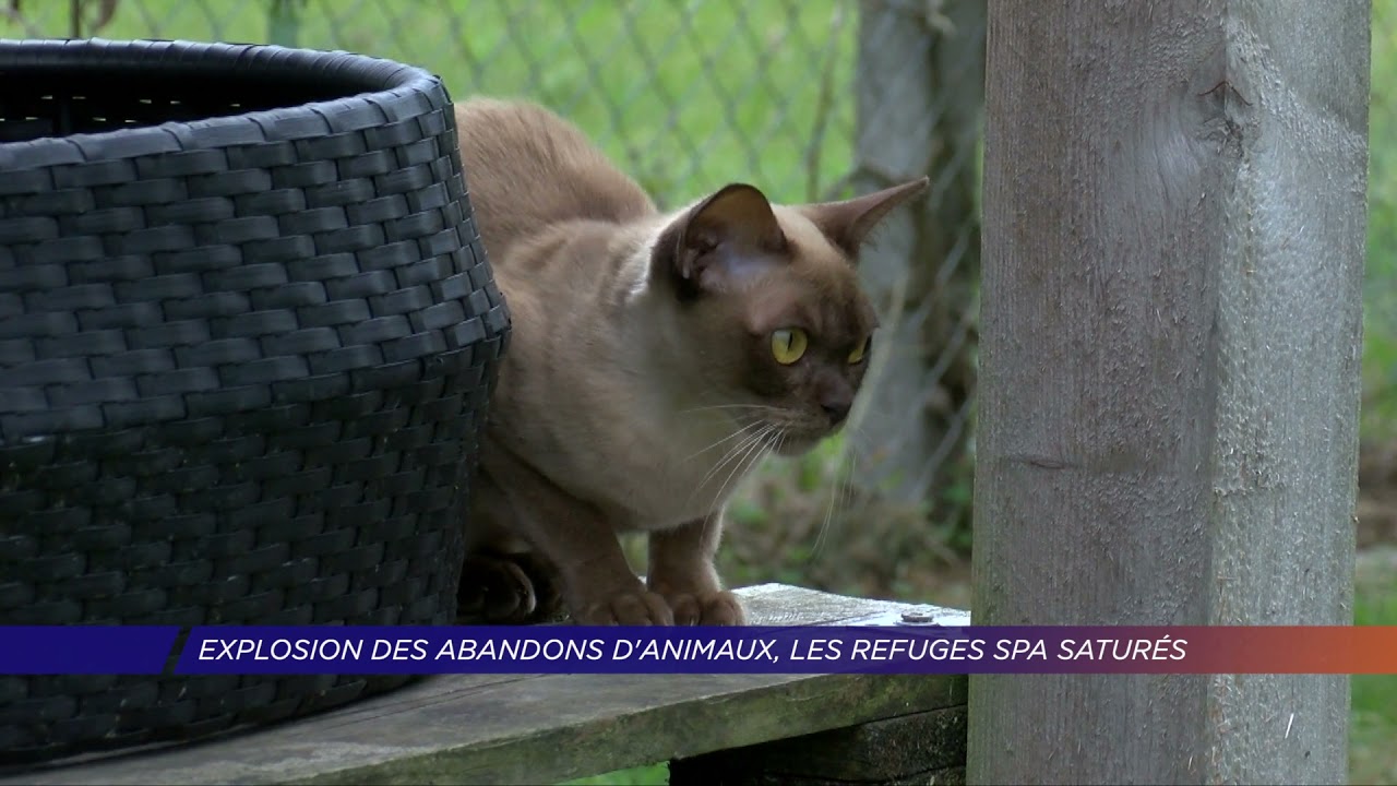 Yvelines | Explosion des abandons d’animaux, les refuges SPA saturés