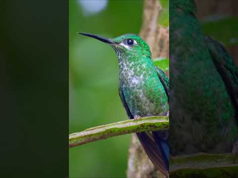 Beautiful Bird Singing in 4K | Relaxing Nature Sound #Shorts