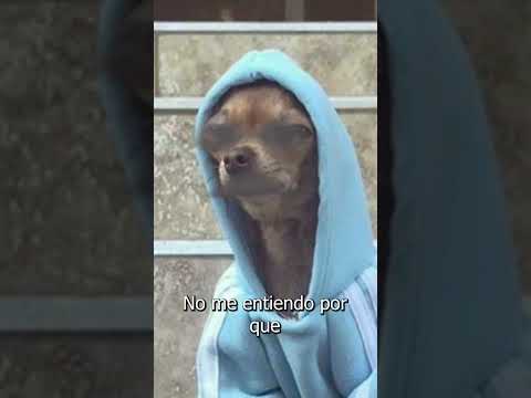 Reacción a videos graciosos l Reacción mexicano 17 #meez9  #meezjuegos