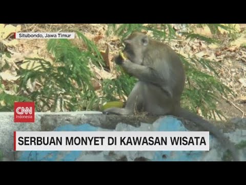 Serbuan Monyet di Kawasan Wisata Situbondo